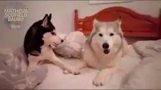 UMA BRIGA DE UM CASAL DE CACHORROS (LEGENDADO)