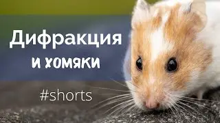 Diffraction using hamsters as an example 