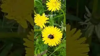 Лето..Будет такой мед?...