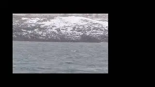 Whale-watching in Reykjavik