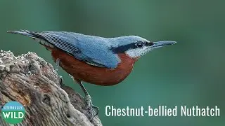 Chestnut-bellied Nuthatch LOVES Snack Time! 🐦 🌰
