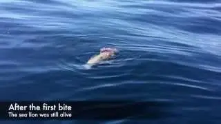 White Shark attacks sea lion in Santa Barbara, CA 9/13/15