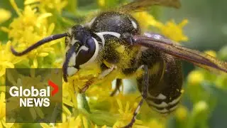 Alberta’s wasp boom creating a seasonal influx in ER admissions