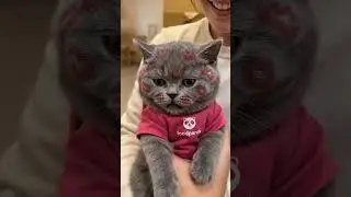 delivery boy cat 