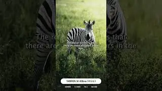 TAMRON Tips 📸 | Fotografía animales salvajes 🦁
