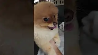 cute pomeranian #17 @pomeranian #pomeranian