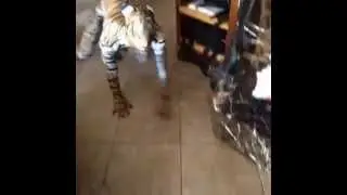 Human Tiger [VINE]