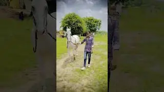 horse photography camera🔥equine photography🦄😘