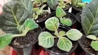 И так тоже можно укоренить лист глоксинии.