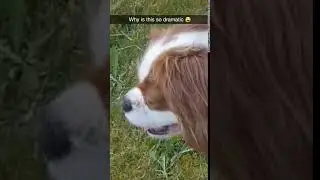 Dog turns its head and smiles | CONTENTbible