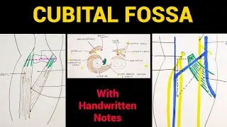 Cubital Fossa Anatomy | Boundaries & Contents | EOMS