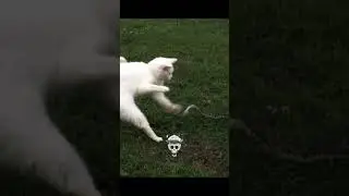 Fastest Reflexes 💀