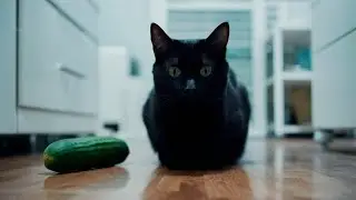 Funny Animals #FunnyAnimals #PetComedy #LaughOutLoudPets