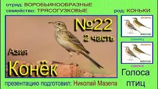 Конек. 2 часть Азия. Голоса птиц