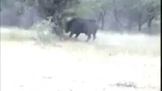 Буйвол убивает львицу.