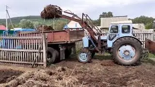 Загрузка навоза! Т-40АМ с самодельным куном!