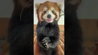 As a gentleman, you should be elegant when eating.😋😋😋 #trending #cute #adorable #redpanda #love
