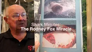 The Rodney Fox Miracle: Shark Minutes: WSV
