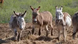 Animals in nature 2016
