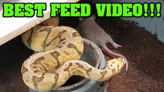 We feed multiple snakes!  How we got our first 1,000,000 VIEW VIDEO RECREATION!!