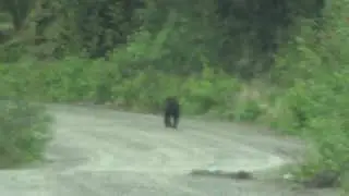 Small black bear British Columbia