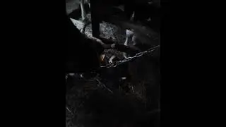 Очередной отел в хозяйстве.