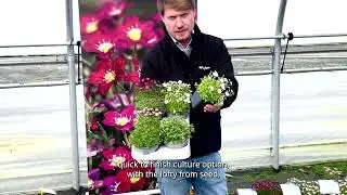 Our Saxifraga assortment - English