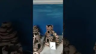 Четыре лапы.Аквариумистам-любителям)!