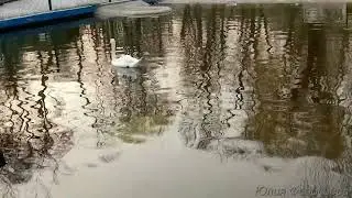Лебедь в пруду городского парка