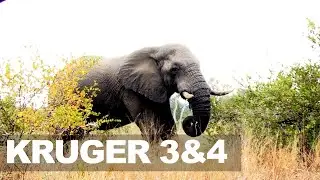 KRUGERS Timeless Gems: SHINGWEDZI & OLIFANTS - A Decade Compilation