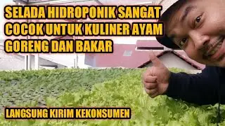SELADA HIDROPONIK SUDAH MULAI DIPAKAI OLEH KULINER UMKM - Selada Hidroponik Segar Dan Berkualitas