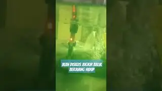 kasian ikan nya lagi sakit