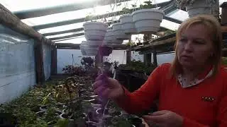 Давайте познакомимся!!! (( размножение вегетативной петунии для новичков...