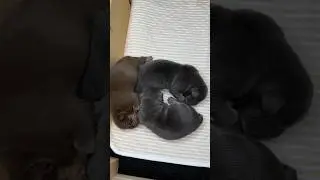 Есть свободные щенки🥰ТГ https://t.me/+XzikLRvf2cFkNTIy #щенки #puppy #americanbully #булли #покет