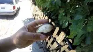 Picking fresh raw black mission figs and it's only JUNE!