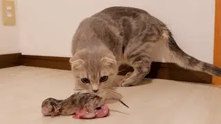 Lulu the Scottish Fold gave birth to 5 adorable baby kittens. beautiful and emotional.