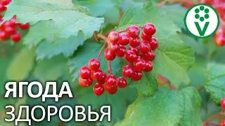 С КАЛИНОЙ ДРУЖЕН И ВРАЧ НЕ НУЖЕН! Польза калины для здоровья человека