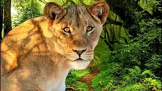 LEOA - A RAINHA DA SELVA E O SEU RUGIDO RESPEITADOR - SOM DA LEOA E CURIOSIDADES -   🐯  🦁