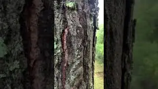 #mexico #puebla #video #lluvia #lluvias #volvere #fotografia #paisajes #nostalgia #recuerdos