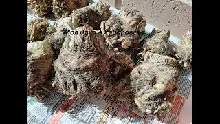 Какой вырос корневой сельдерей. Как хранить зимой