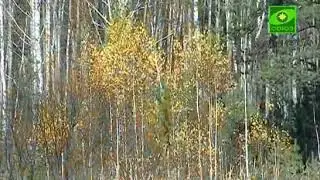 Анна Падылина - Как ходил же грешный человече