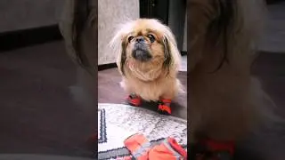 Это он не подумавши сделал... 🐶🙈🤣🤣🤣