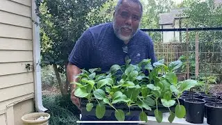Fall Seedlings Ready To Be Transplanted- Up-Potting Wonderful Pomegranate Into The Garden