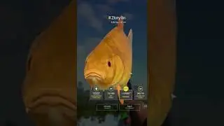 Trophy GOLD Tench Złoty lin