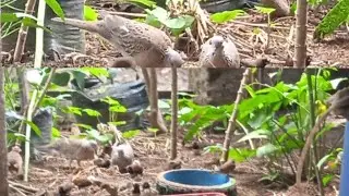 burung di aviari asik juga walou belum bayak bro