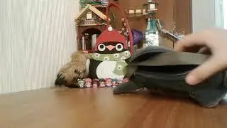 Tag| Что в моей сумке + подарок.🎁