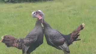(Graphic) Raw footage of two male turkeys fighting in the wilds of northern Michigan