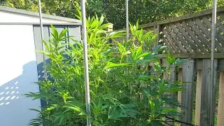Outdoor Cannabis Plant, Mid Season update.