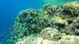 Egypt, Marsa Alam, Abu Dabbab Bay, 2021