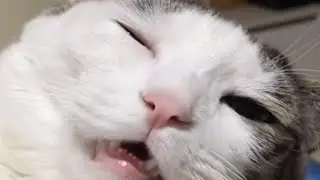 这是要成精的节奏啊